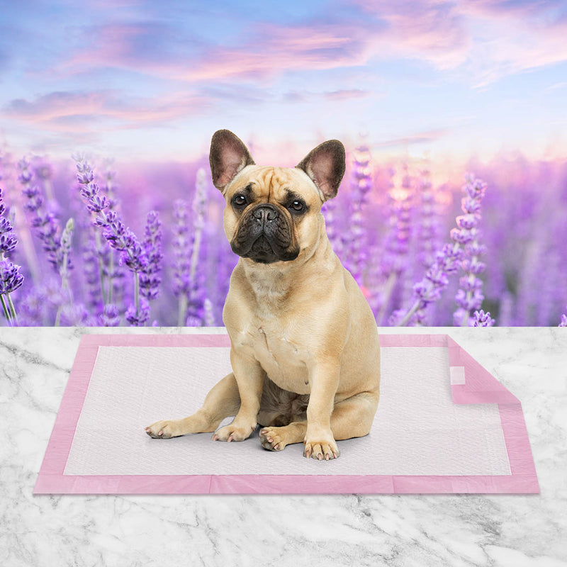 PaWz Pet Training Pads Puppy Dog Pads Absorbent Cushion Lavender Scent 100Pcs