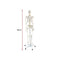 Human Skeleton Anatomical Model 180cm