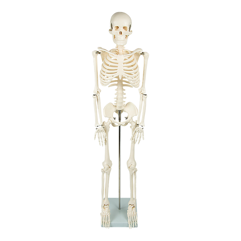 Anatomical 85cm Tall Human Skeleton with Flexible Spine Model - Medical Anatomy